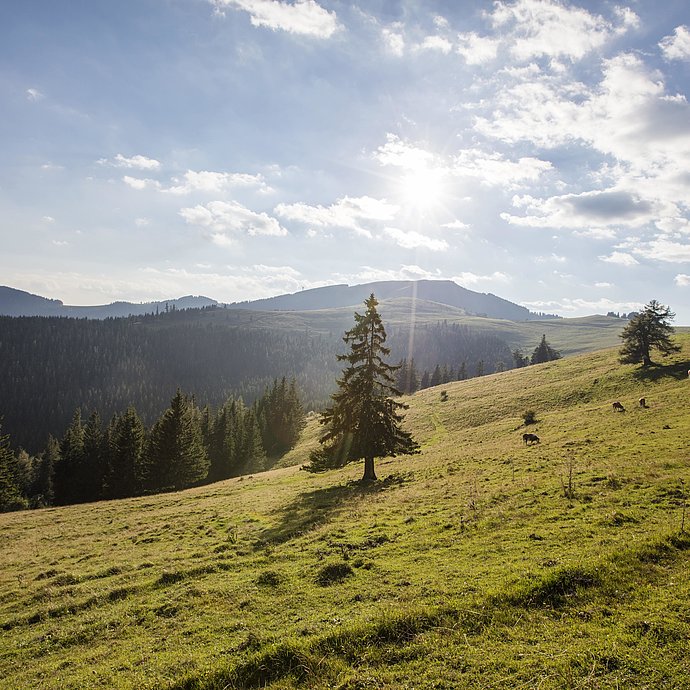 Naturhotel in der Steiermark: Hotel Pierer, Teichalm